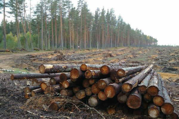 Государство усиливает свою монополию в лесу
