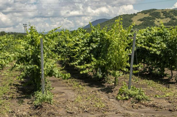 Утром виноградники, вечером — отели