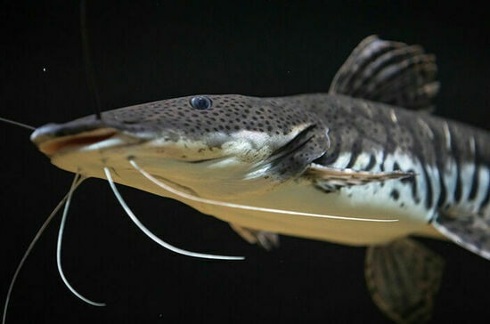 Сколько придется заплатить за незаконный вылов осетра и белуги