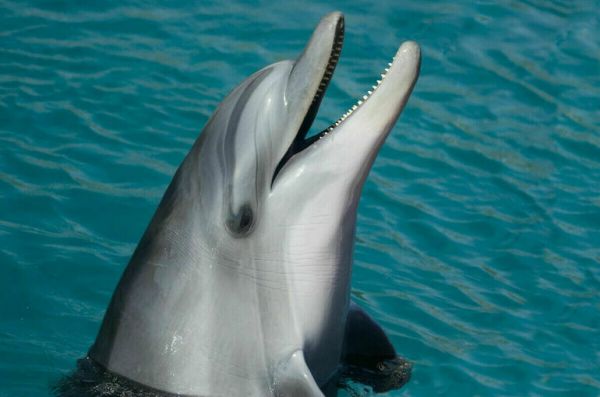 Законопроект о запрете вылова китов в культурно-просветительских целях направят в кабмин Законопроект о запрете вылова китов в культурно-просветительских целях направят в кабмин