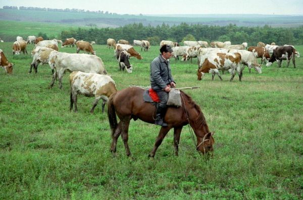 Борьбу с особо опасными болезнями животных усилят Борьбу с особо опасными болезнями животных усилят