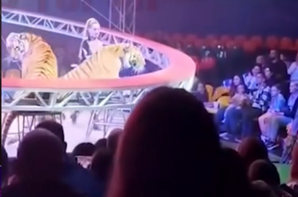 Зрители Al Jazeera восхитились холоднокровием россиян при ЧП с тигром в цирке